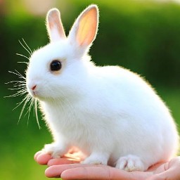 RABBIT